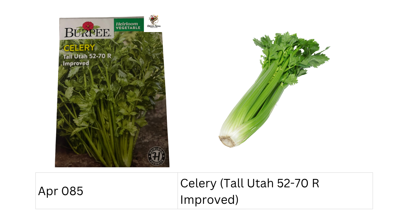 Celery (Tall Utah 52-70 R Improved)