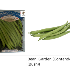 Bean, Garden (Contender (Bush))