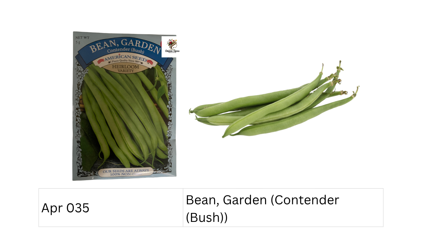 Bean, Garden (Contender (Bush))