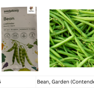 Bean, Garden (Contender)