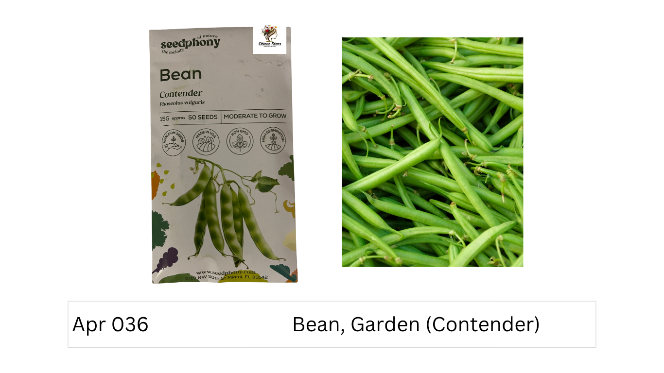 Bean, Garden (Contender)