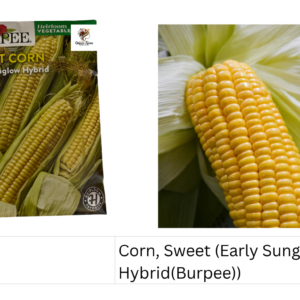 Corn, Sweet (Early Sunglow Hybrid (Burpee))