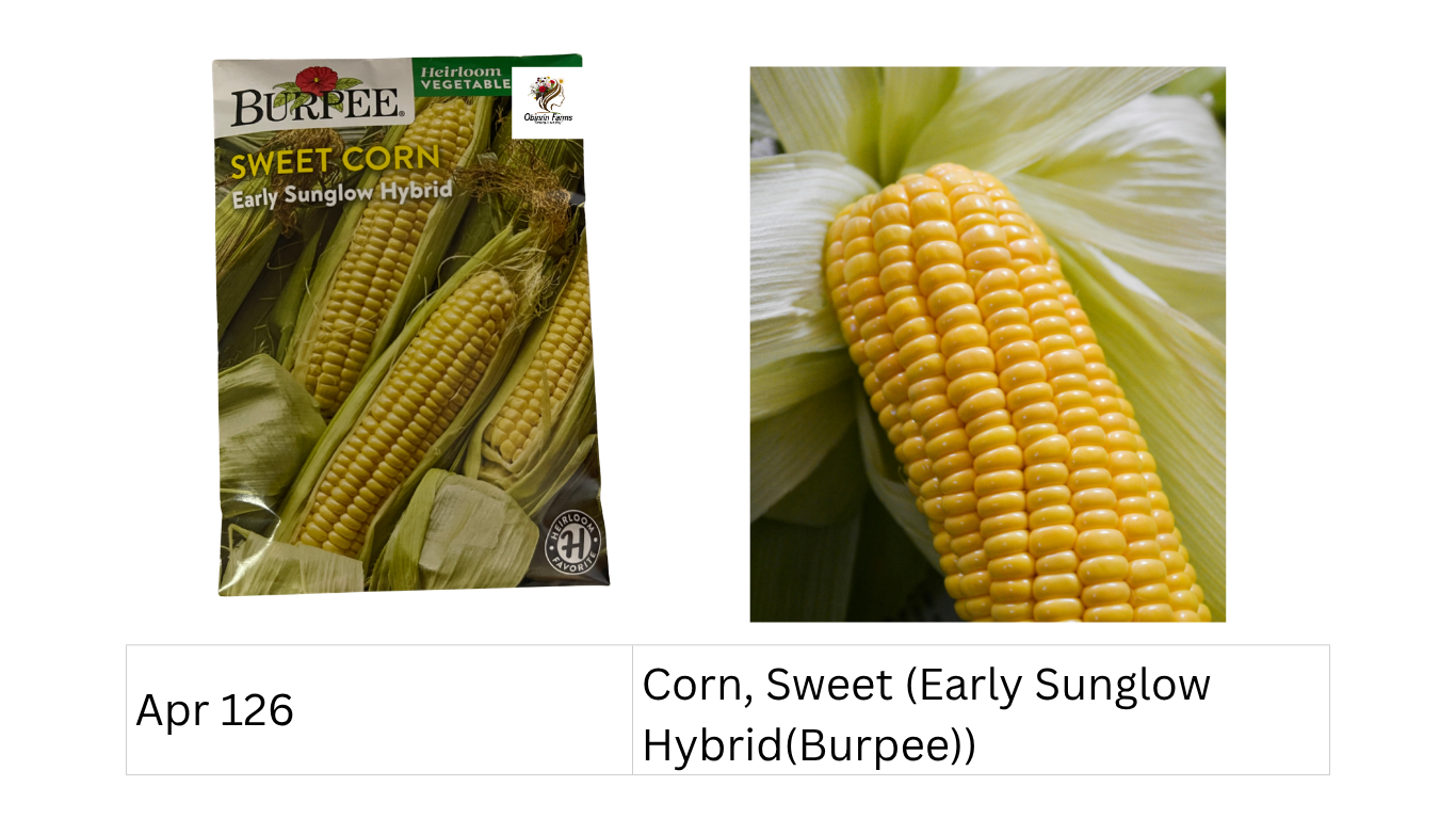 Corn, Sweet (Early Sunglow Hybrid (Burpee))