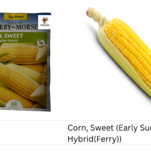 Corn, Sweet (Early Sunglow Hybrid (Ferry))