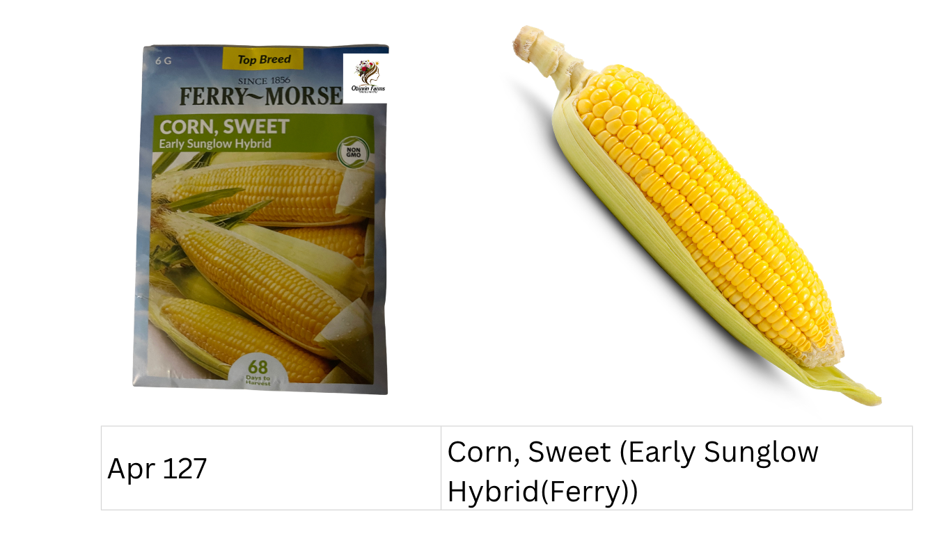 Corn, Sweet (Early Sunglow Hybrid (Ferry))