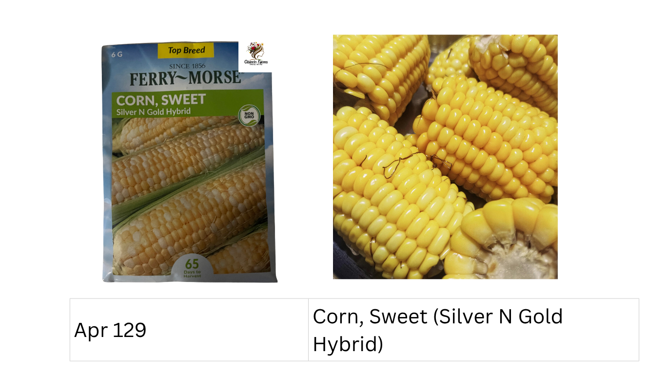 Corn, Sweet (Silver N Gold Hybrid)
