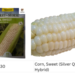 Corn, Sweet (Silver Queen Hybrid)