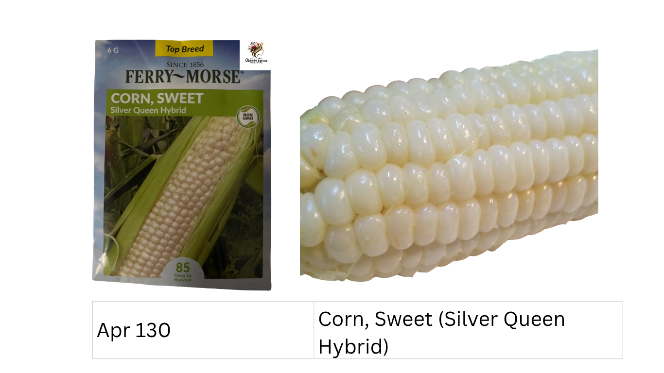 Corn, Sweet (Silver Queen Hybrid)
