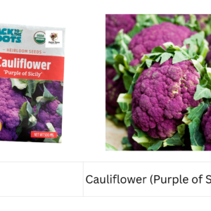 Cauliflower (Purple of Sicily)