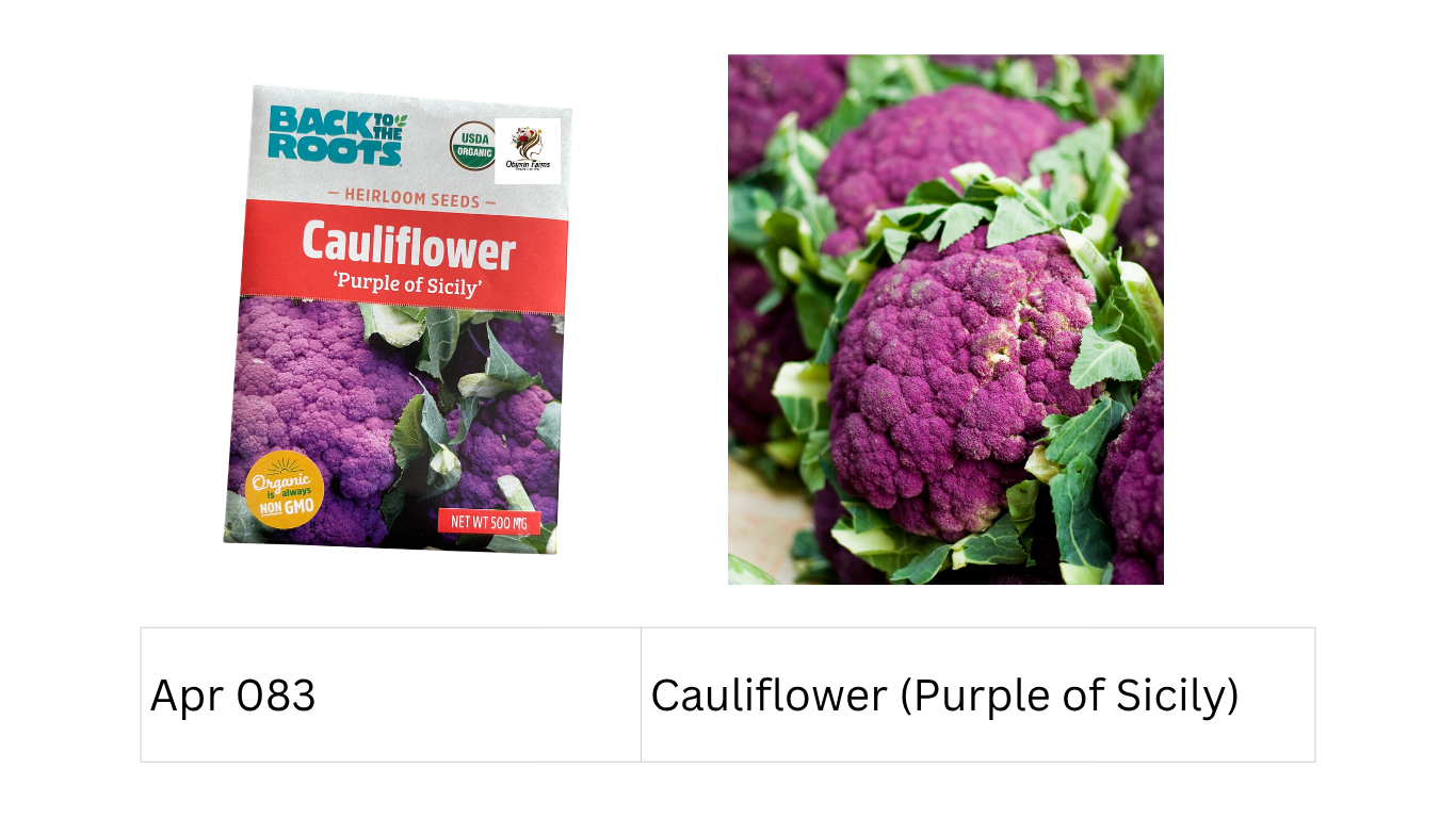 Cauliflower (Purple of Sicily)