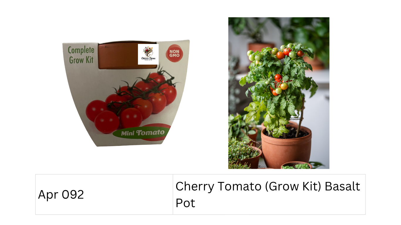 Cherry Tomato  (Grow Kit) Basalt Pot