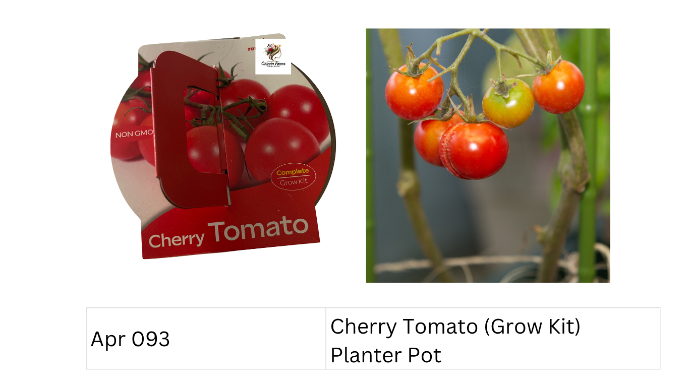 Cherry Tomato  (Grow Kit) Planter Pot