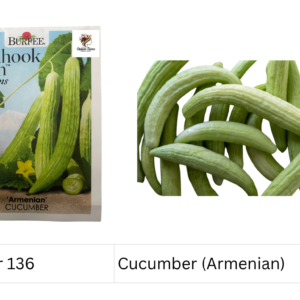Cucumber (Armenian)