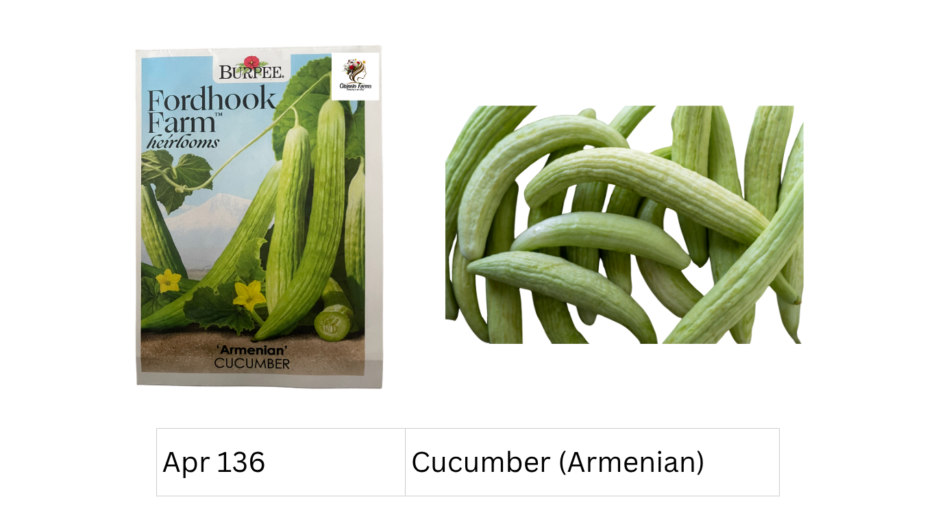 Cucumber (Armenian)