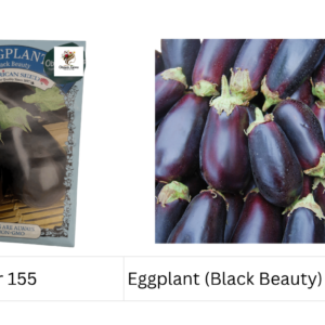 Eggplant (Black Beauty)