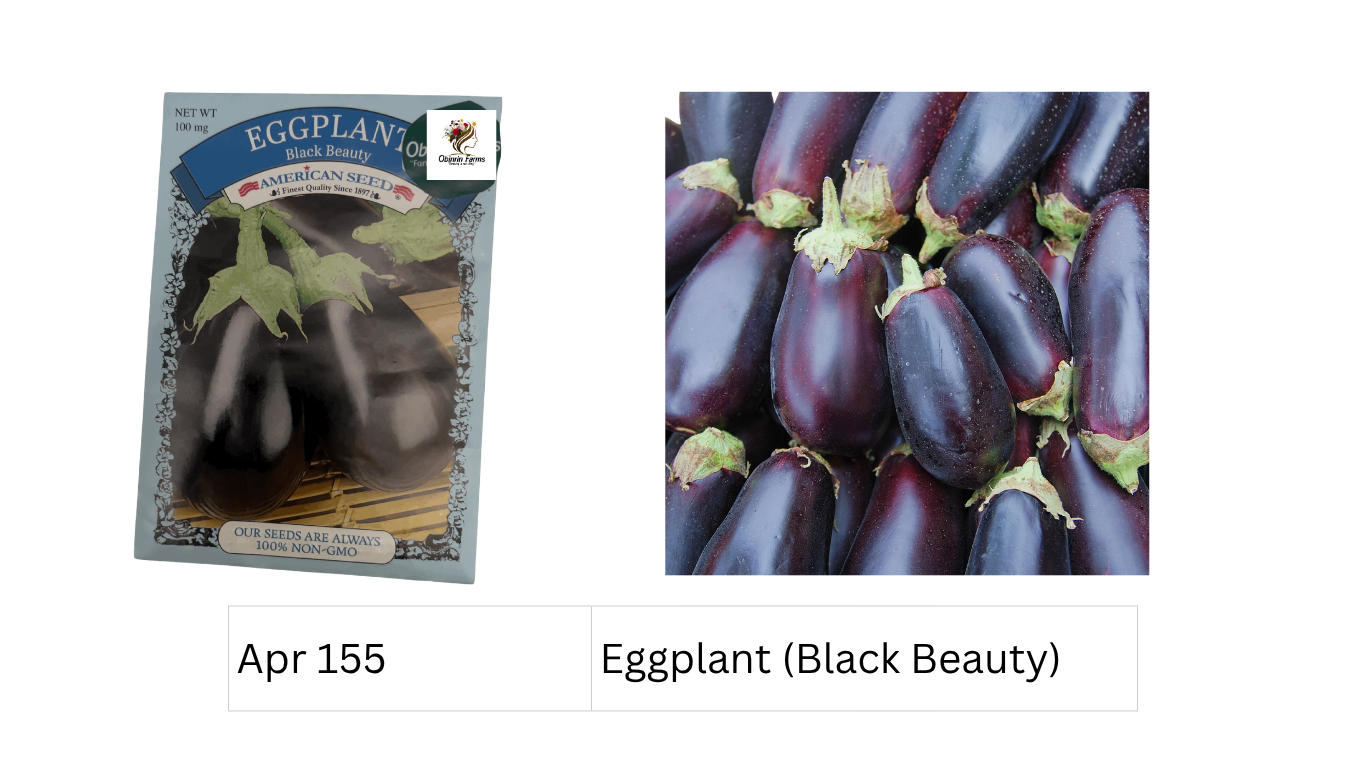 Eggplant (Black Beauty)