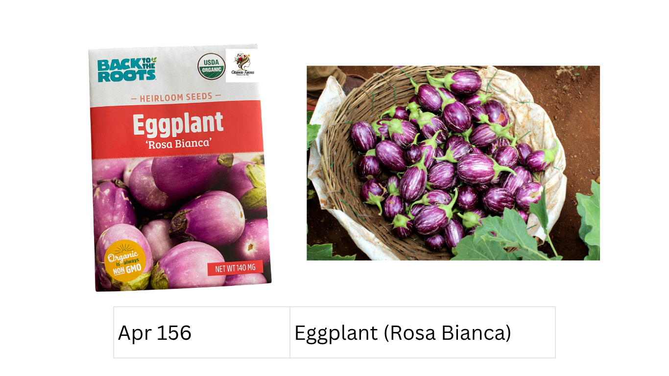 Eggplant (Rosa Bianca)