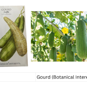 Gourd (Botanical Interests) (Luffa)