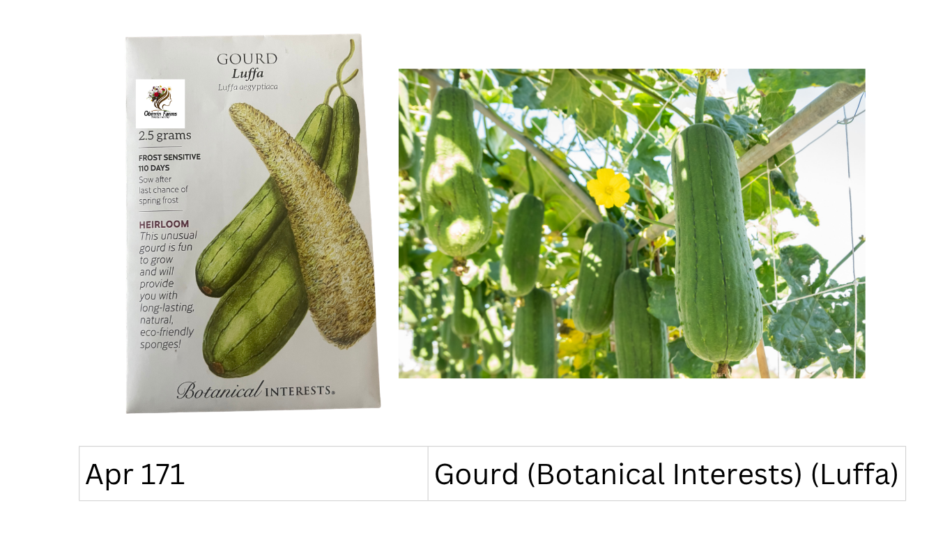 Gourd (Botanical Interests) (Luffa)