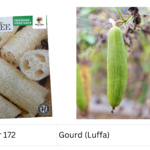 Gourd (Luffa)