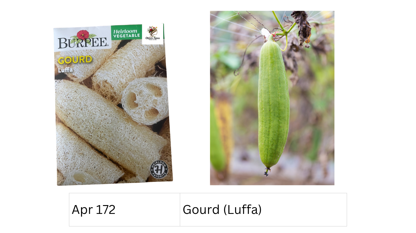 Gourd (Luffa)