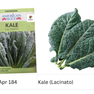 Kale (Lacinato)