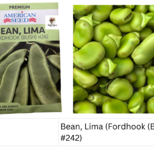Bean, Lima (Fordhook (Bush) #242)