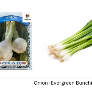 Onion (Evergreen Bunching)