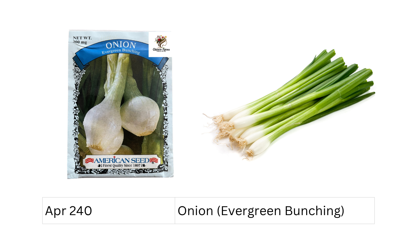 Onion (Evergreen Bunching)
