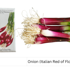 Onion (Italian Red of Florence)