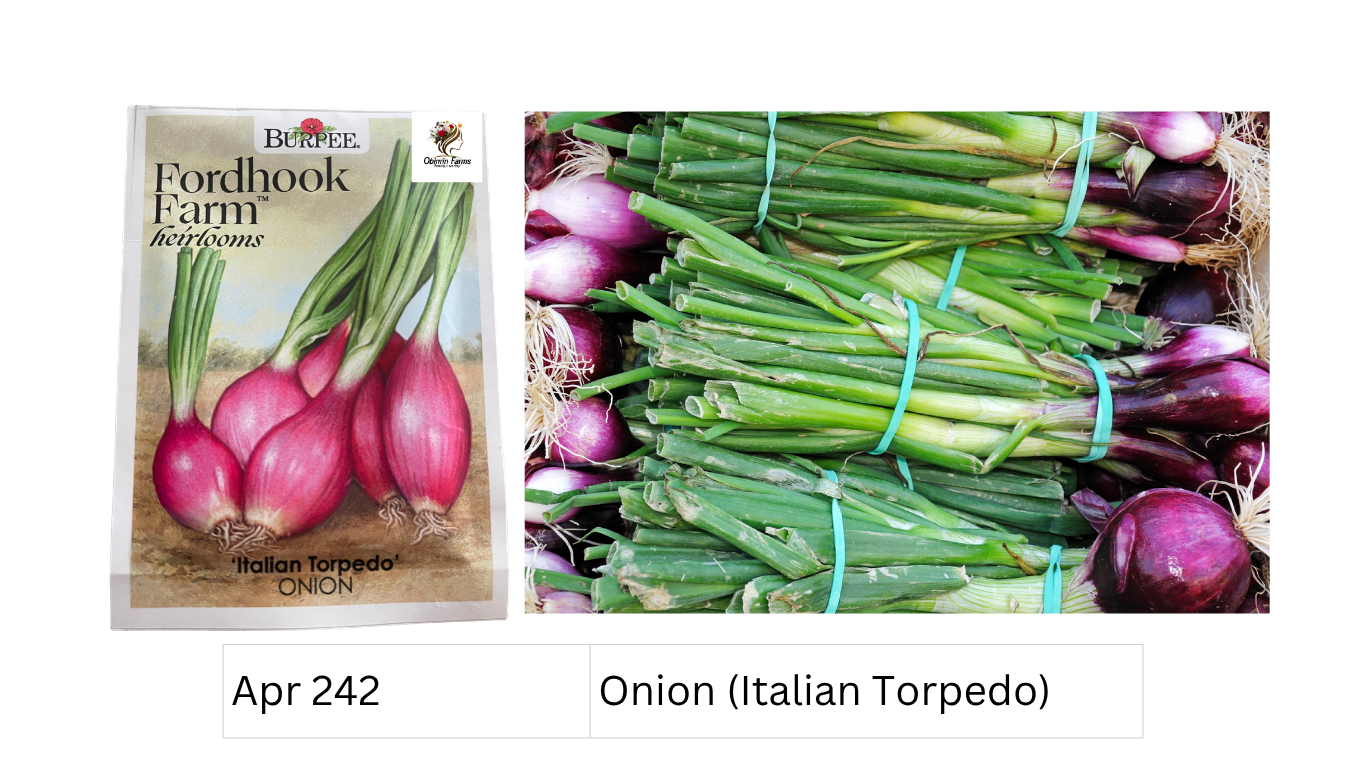 Onion (Italian Torpedo)