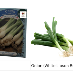 Onion (White Libson Bunching)