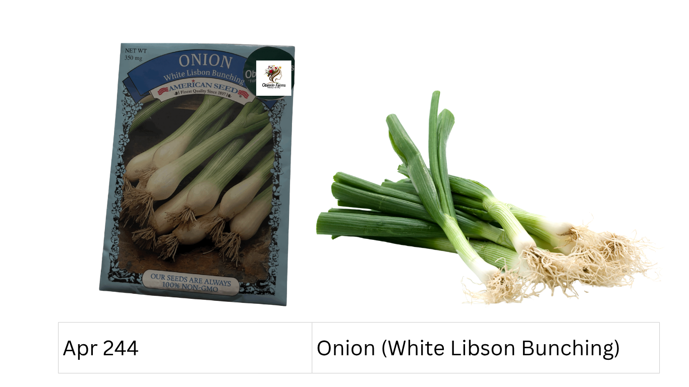 Onion (White Libson Bunching)