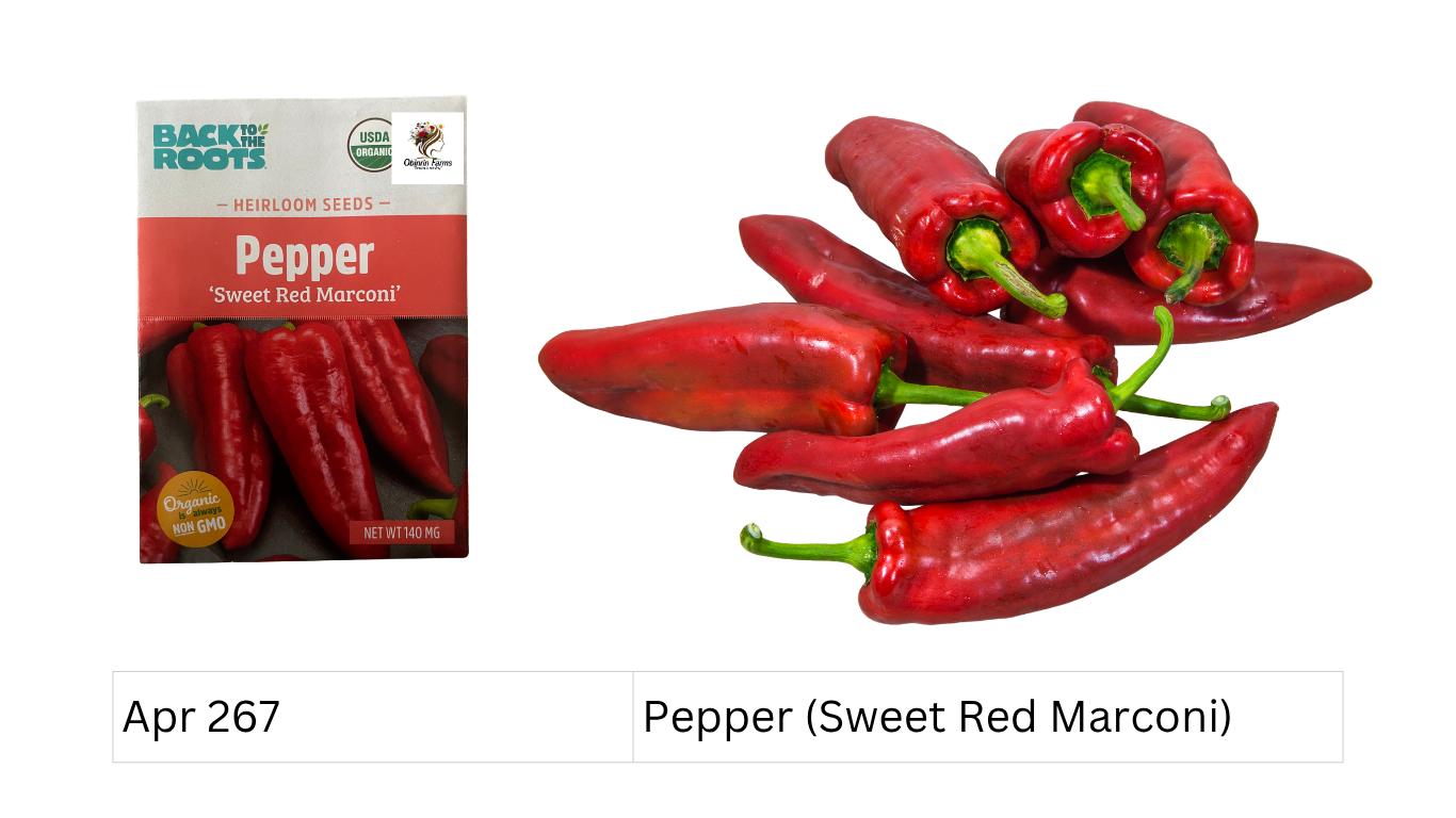 Pepper (Sweet Red Marconi)