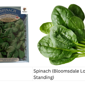 Spinach (Bloomsdale Long Standing)