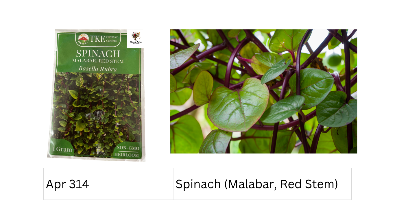 Spinach (Malabar, Red Stem)