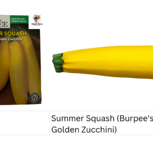Summer Squash (Burpee's Golden Zucchini)