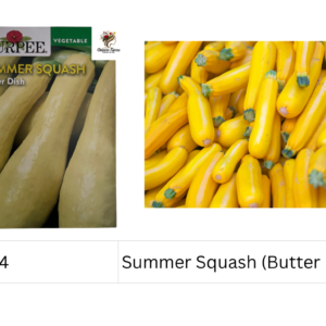 Summer Squash (Butter Dish)
