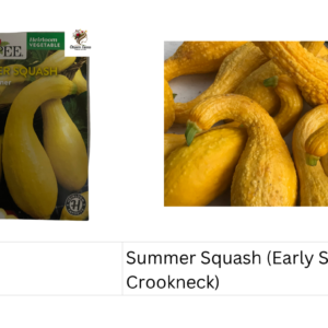 Summer Squash (Early Summer Crookneck)