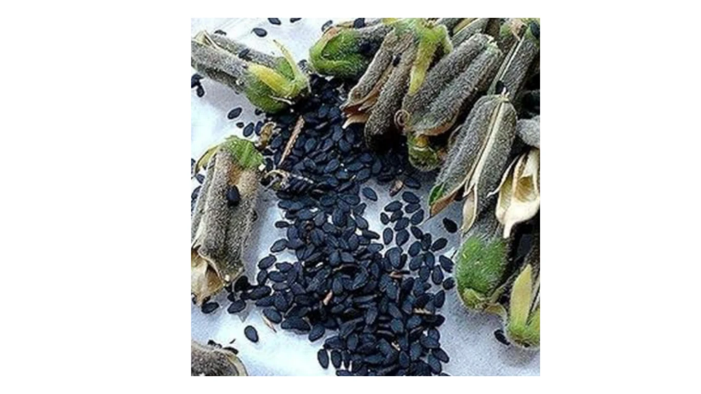 Black Sesame Seeds