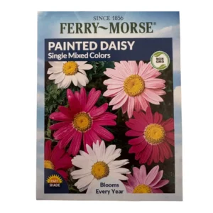 Painted Daisy (Single Mixed Colors)