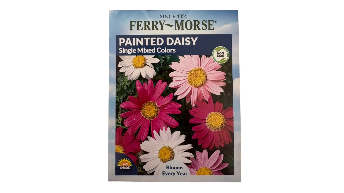 Painted Daisy (Single Mixed Colors)
