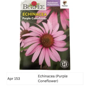 Echinacea (Purple Coneflower) Burpee