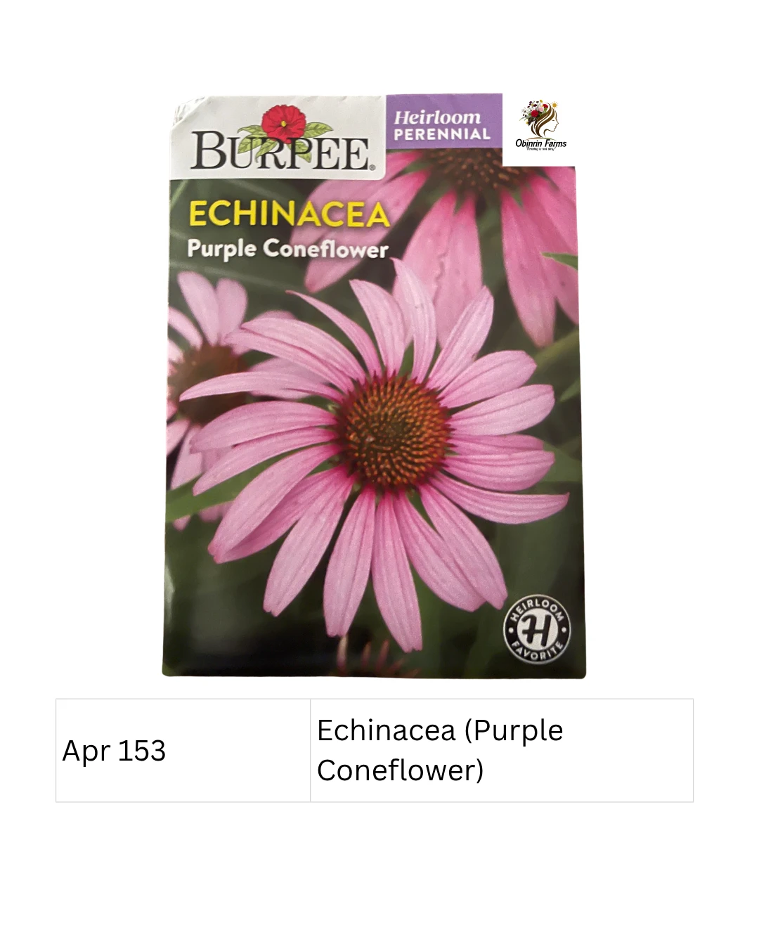 Echinacea (Purple Coneflower) Burpee