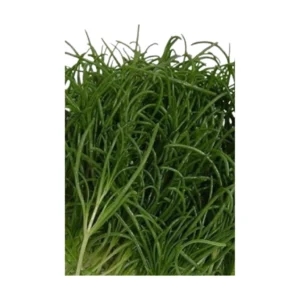 Seaweed mustard (Oka Hijiki )