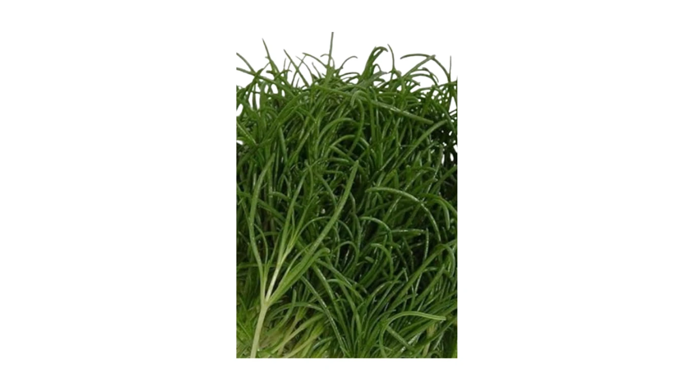 Seaweed mustard (Oka Hijiki )