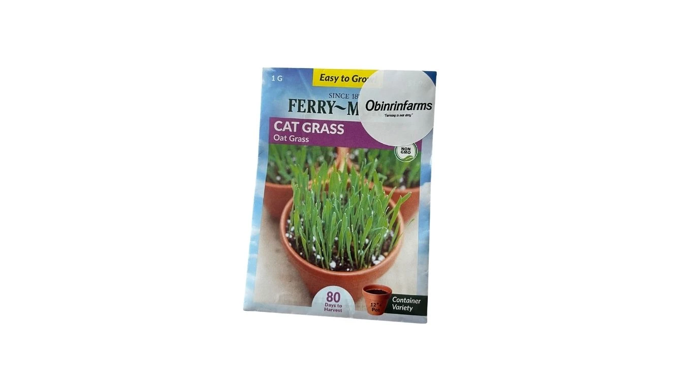 Catgrass (Oat Grass)