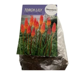 Torch Lily