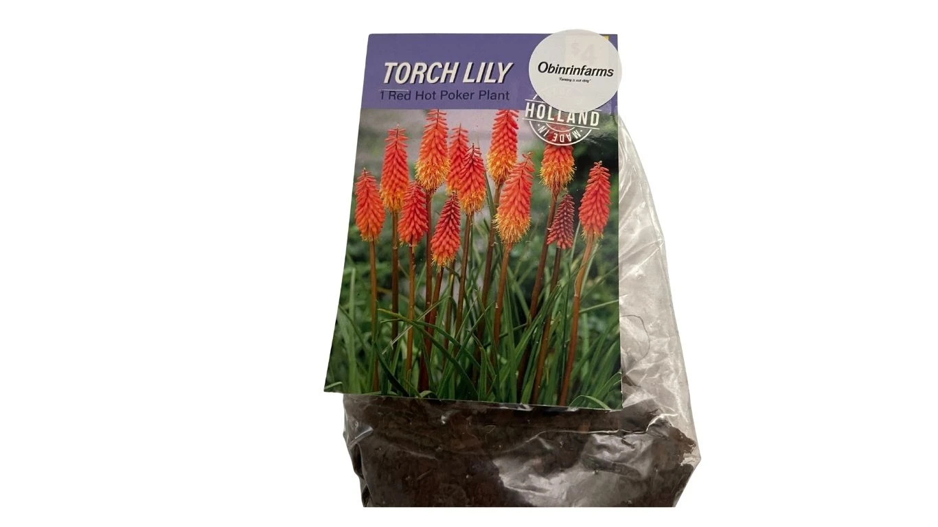 Torch Lily