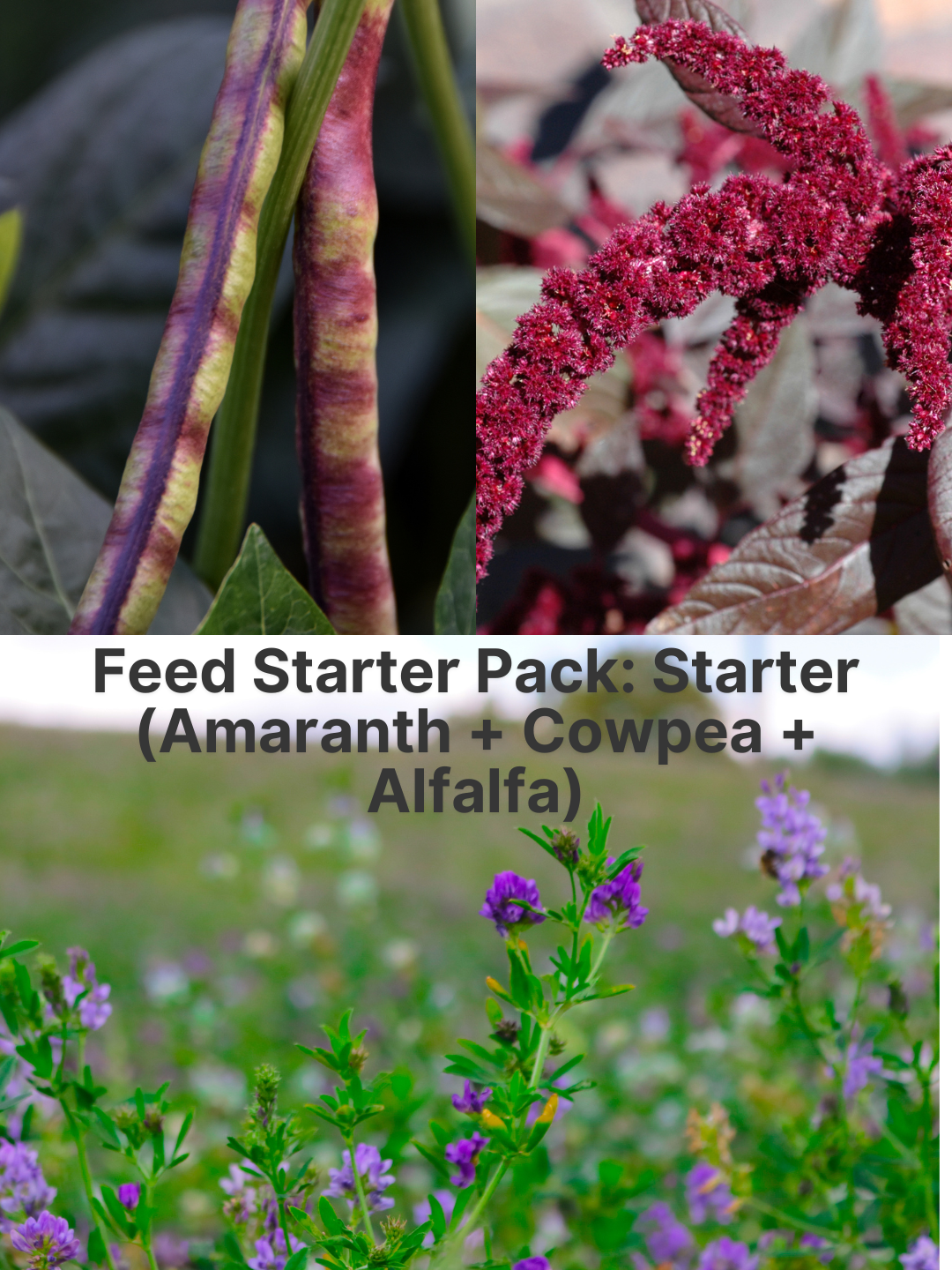 Feed Starter Pack: Starter (Amaranth + Cowpea + Alfalfa)